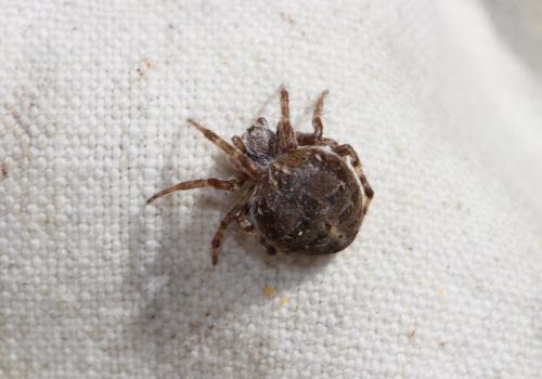 Agalenatea redii
